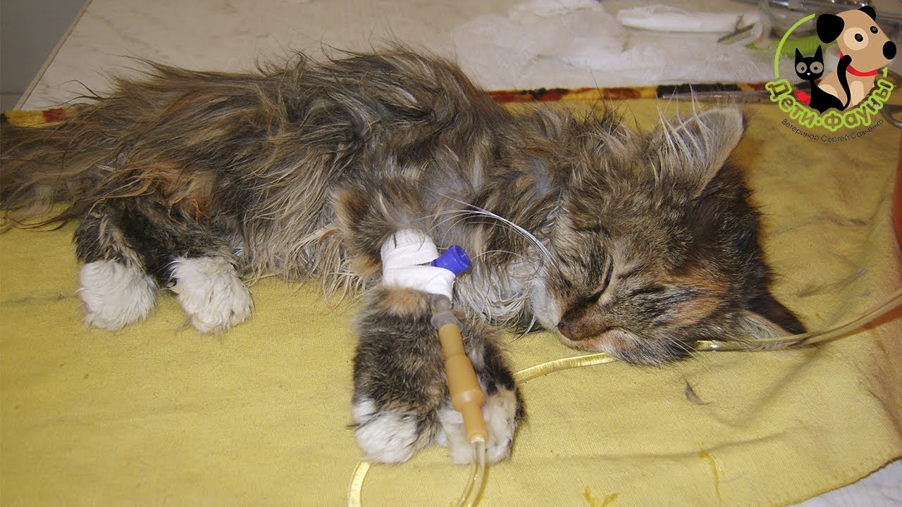 7 симптомов панлейкопении у кошек - лечение, диагностика, формы