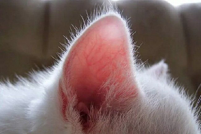 Болячки возле ушей у кошек