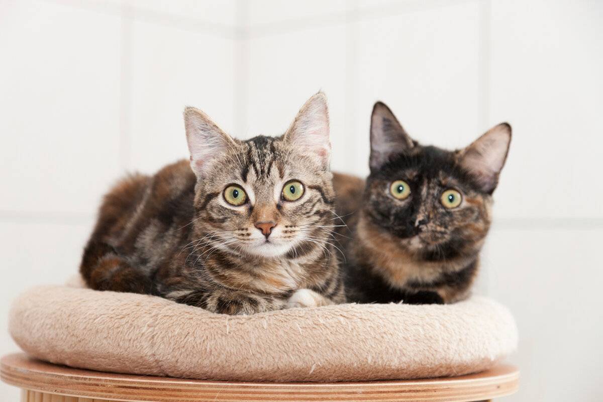 10 лучших пород кошек для квартиры