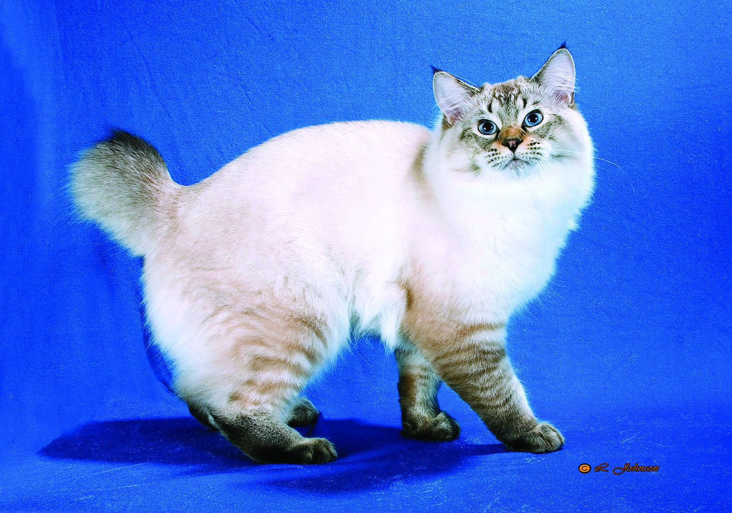 Породы кошек без хвоста: фото с названиями :: syl.ru