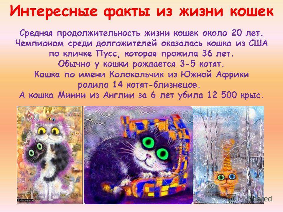 День кошек в россии и международный день кастрации животных — 2017: как отмечают
