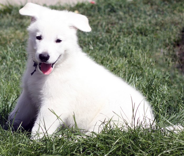Все о белых швейцарских овчарках: характер, как выглядит собака, содержание