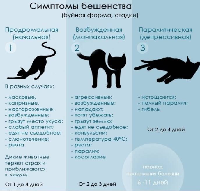 Последствия и осложнения вакцинации кошек