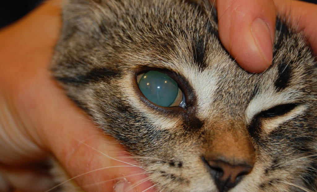 Панофтальмит: лечение, симптомы, диагностика, осложнения и панофтальмит у кошек