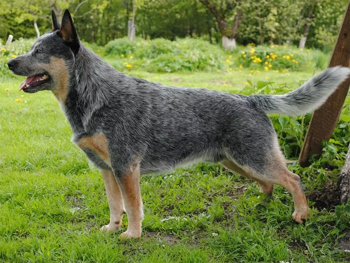 Австралийская пастушья собака (хилер, кеттл дог) — описание породы, фото и видео