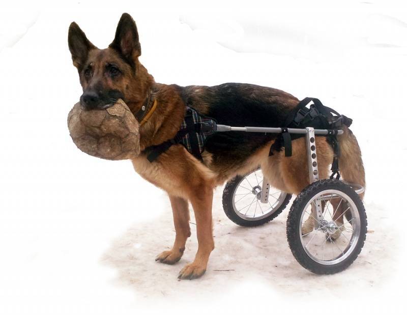 Как ухаживать за парализованной собакой