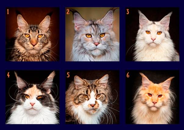 Как выбрать котенка мейн куна: важные правила