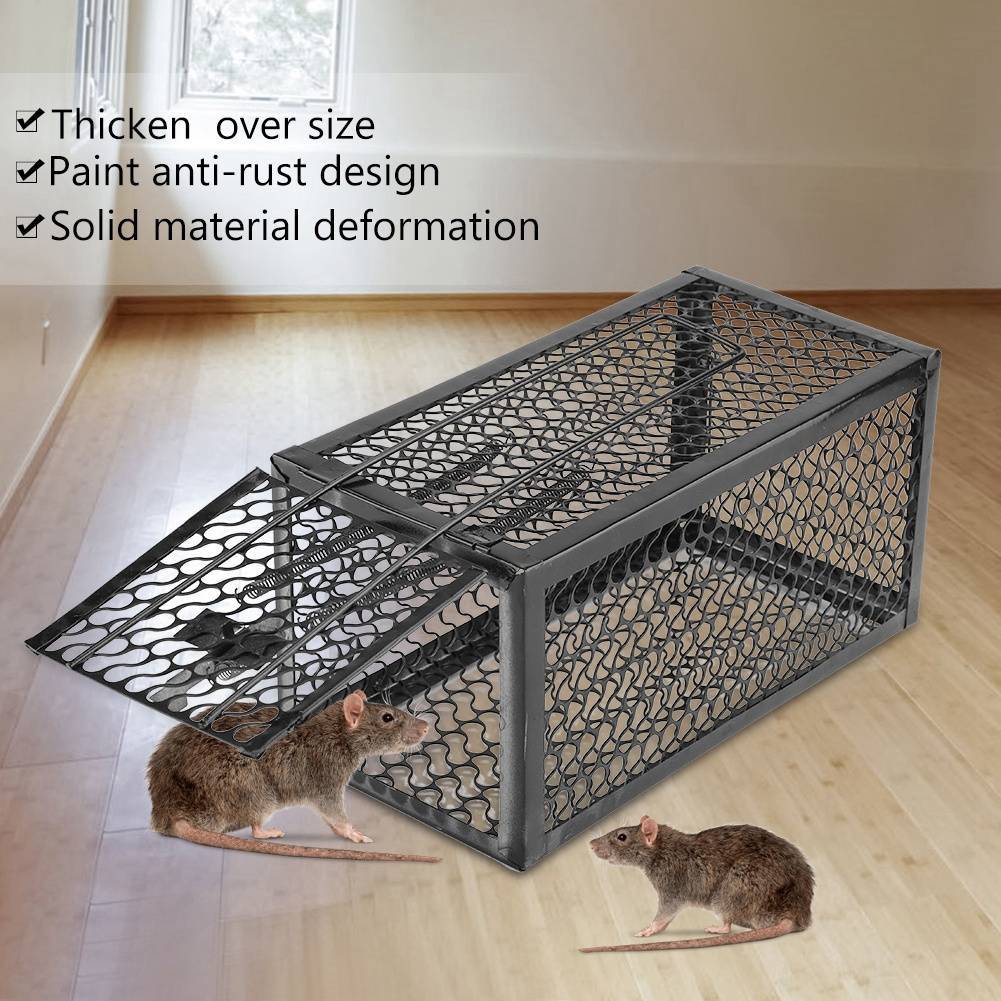 Как поймать крысу: какая лучшая приманка в домашних условиях, что положить в крысоловку, что любят мыши
