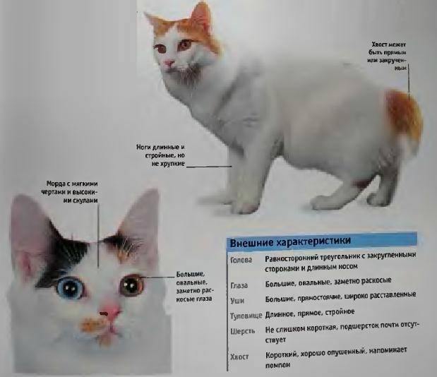 Японский бобтейл: описание породы и характера кошек, уход и содержание, кормление