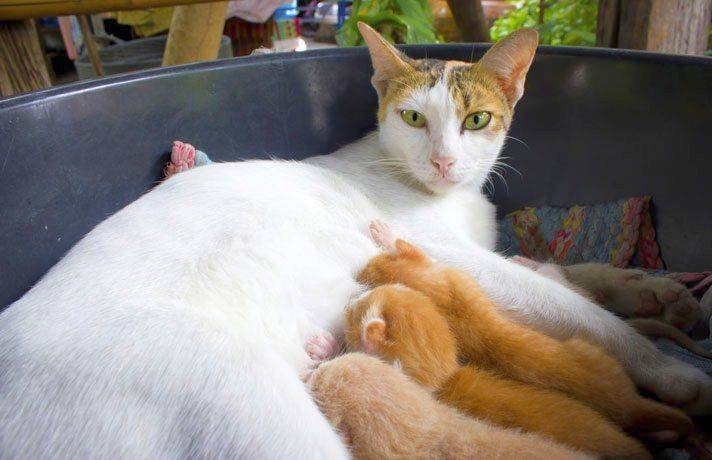 Почему кошка мяукает после родов