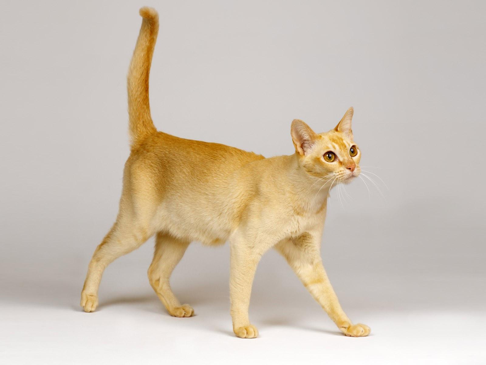 Цейлонская кошка фото и описание породы из шри-ланки