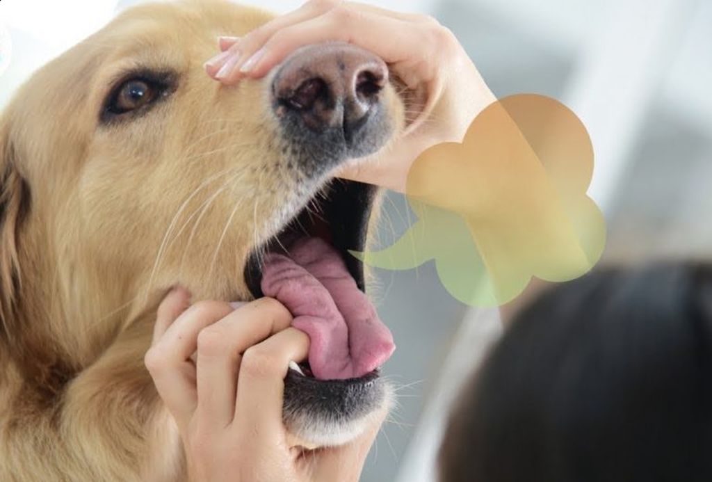 Запах изо рта у собаки: причины, как избавиться и что делать | petguru