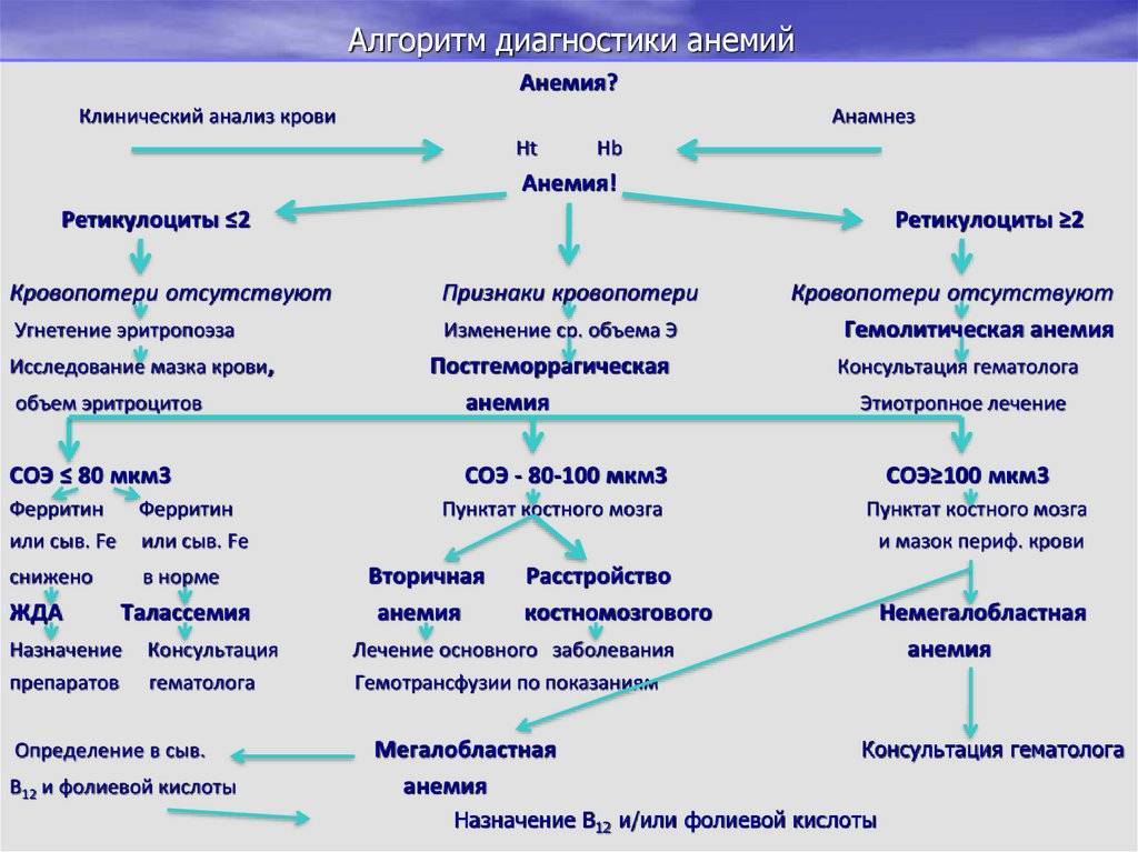 Анемия у кошек – симптомы и лечение