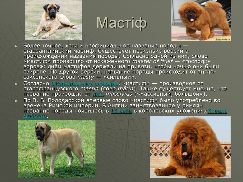 Особенности английских мастифов: описание внешности породы и характера собак