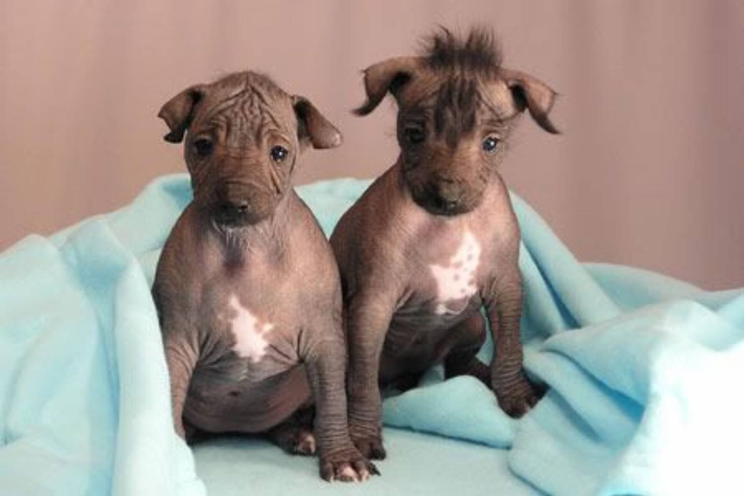 Вы знали перуанскую породу голых собак? войдите и откройте для себя | мир собак