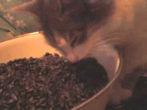 Почему кот ест семечки?