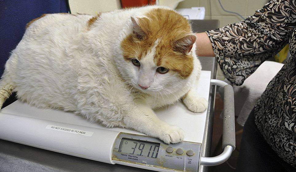 Ожирение у кошек и котов