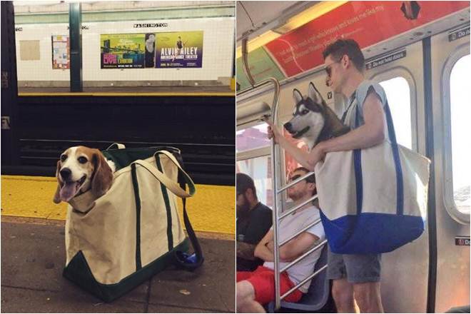 Как правильно перевозить собаку в метро