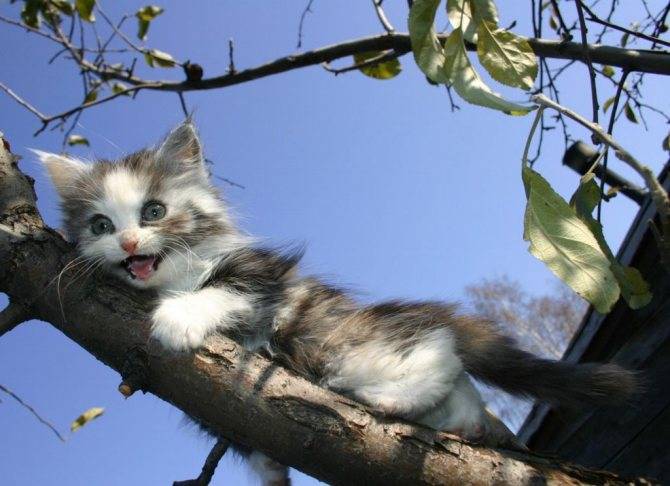 Как снять кошку с дерева? кошка там уже шесть дней... - народные новости воронежа