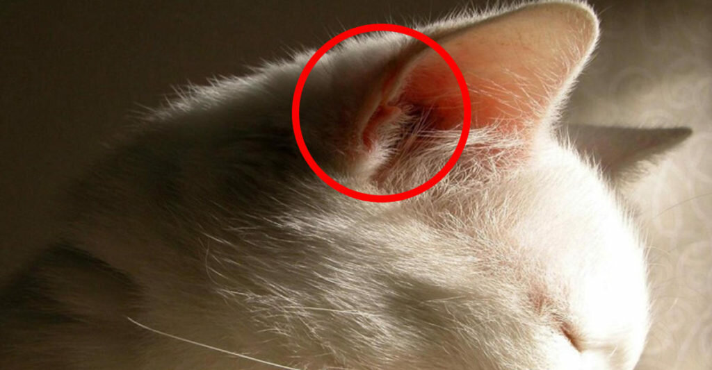 11 причин почему у кошки течет из ушей - что делать