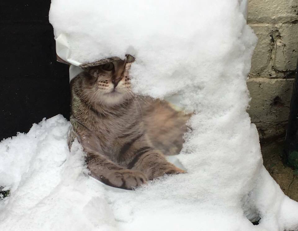 При какой температуре кошки могут жить на улице: какие породы не переносят холода. мерзнут ли кошки зимой? какую минусовую температуру могут выдержать кошки - медицинская энциклопедия