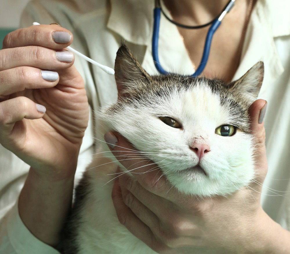 Ушной клещ у кошек, собак и кроликов: лечение и профилактика
