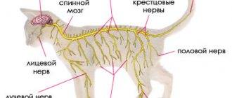 Симптомы мастита у кошек и эффективные способы лечения дома без ветеринара