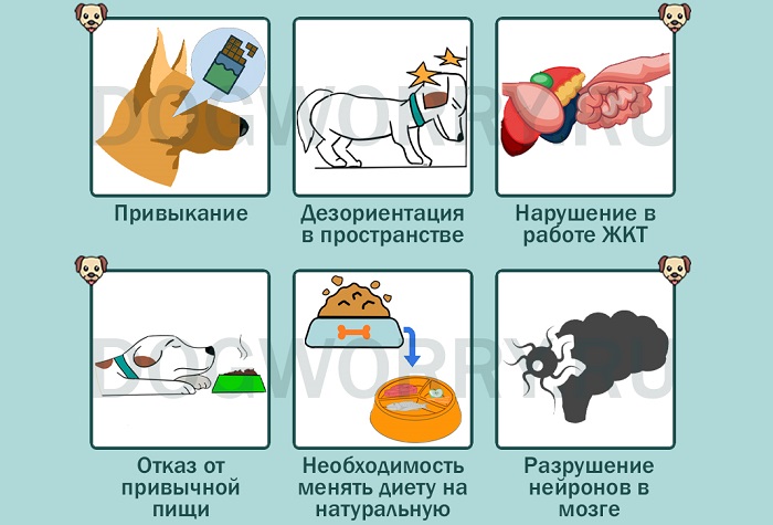 Почему собакам нельзя шоколад: причины и последствия для здоровья животного