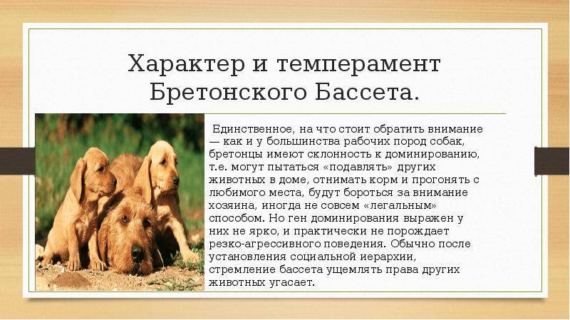 Порода собак норная порода собак фото — сайт эксперта по животным — howmeow