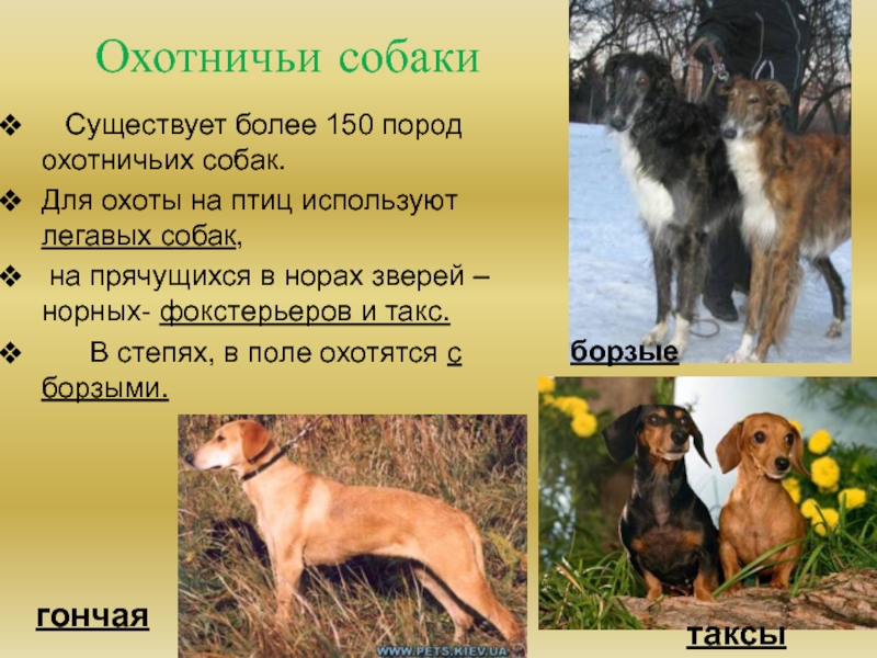 Виды борзых собак — фото и описание пород с названиями представителей