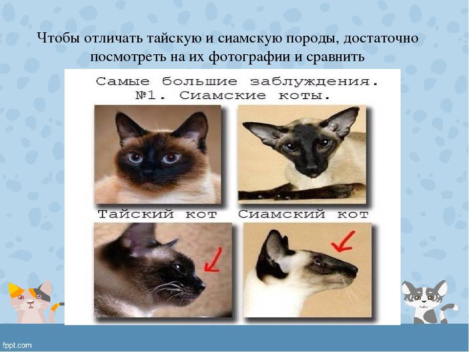 Породы кошек похожие на сиамских: названия и отличия + много фото и видео