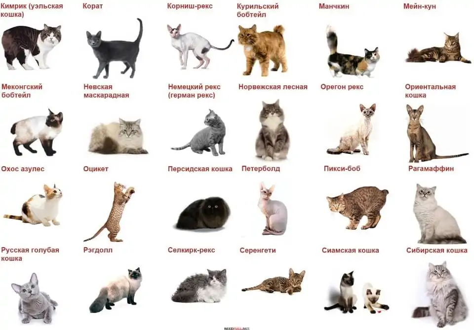 Как определить породу кошки или котёнка: идентификация онлайн по окрасу кошки