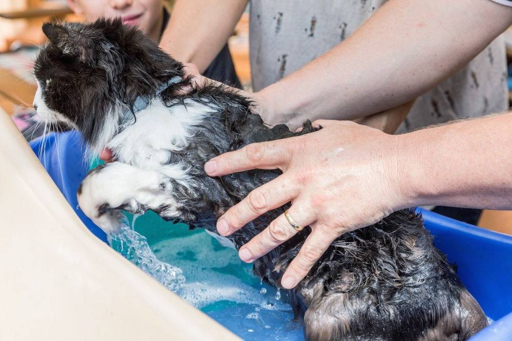 Почему кошки не любят воду и умеют ли они плавать