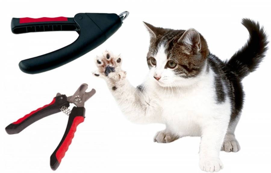Как кошке подстричь когти в домашних условиях: правила безопасности для кот...