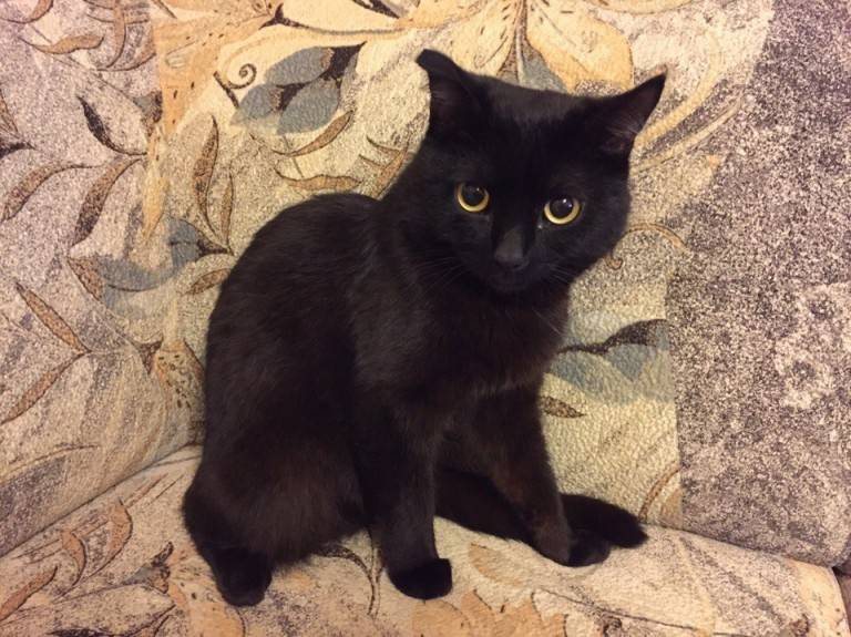 Черные коты – особенности окраса шерсти и цвета глаз, породы, интересные факты, мифы, приметы