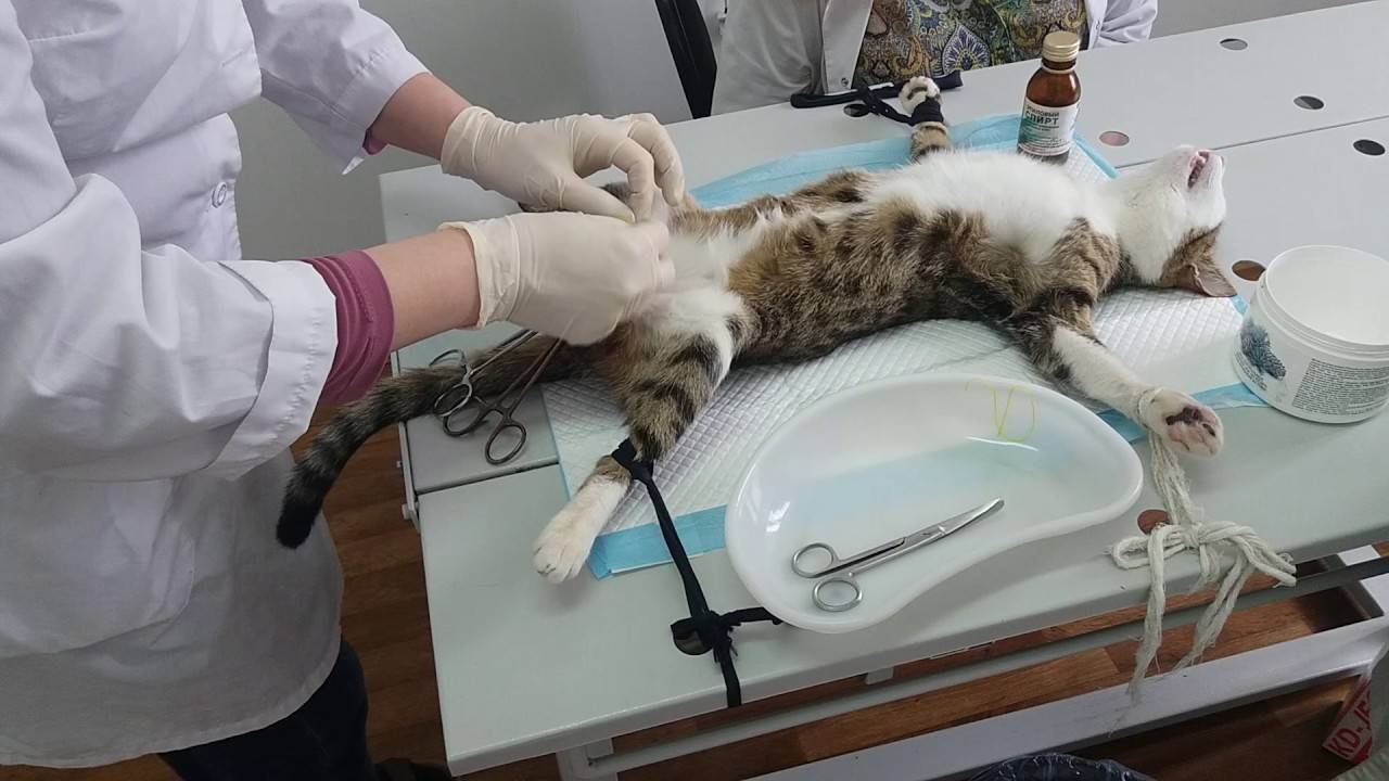 Длительность стерилизации кошки