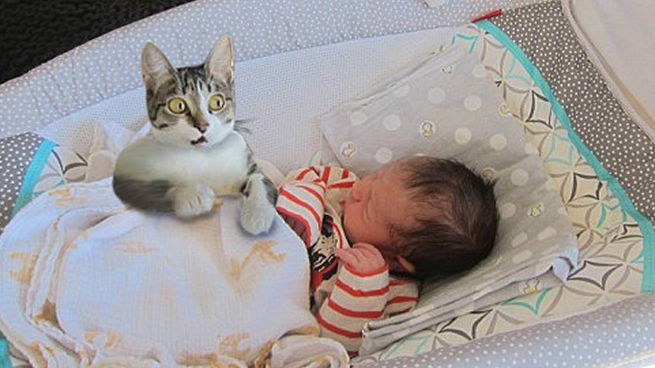 Новорожденный и домашние животные