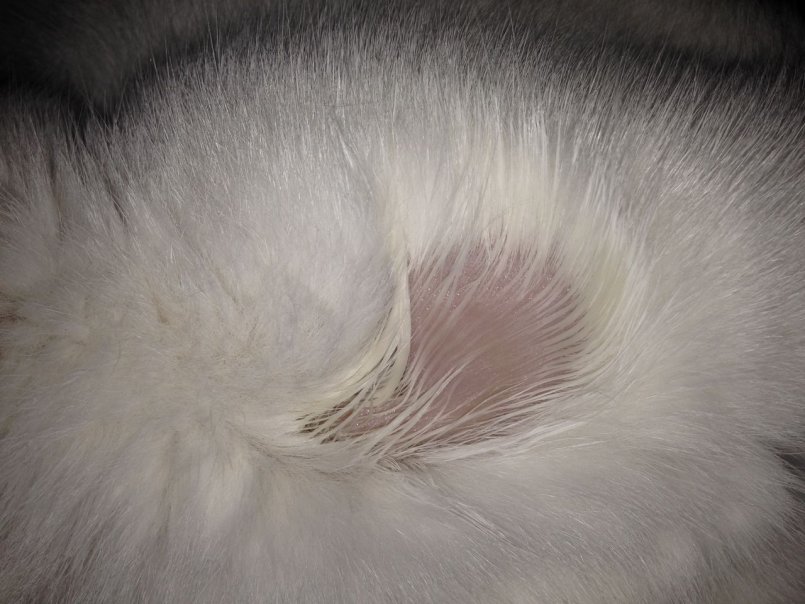 Почему кошка чешется до болячек – 5 причин неприятного симптома