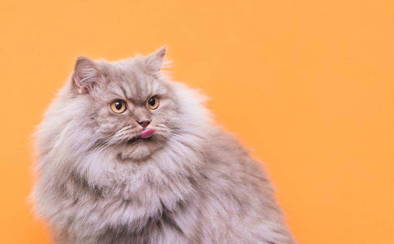 Кота мотает. кот дрожит — полный список причин от ветеринара