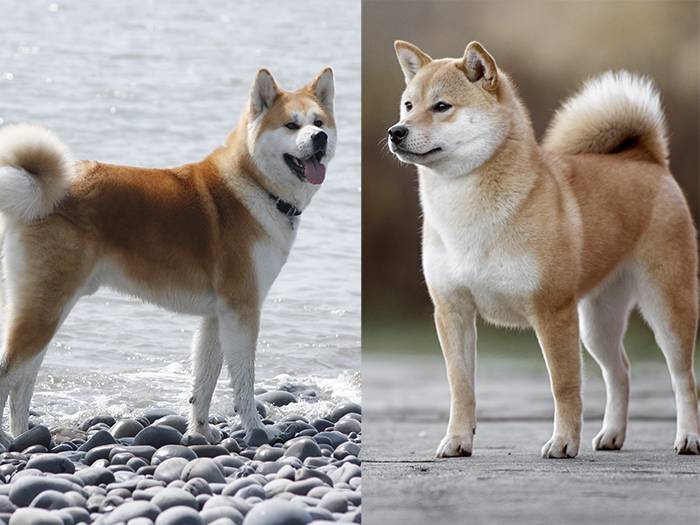 Хоккайдо (японская порода собак) - miuki mikado • виртуальная япония