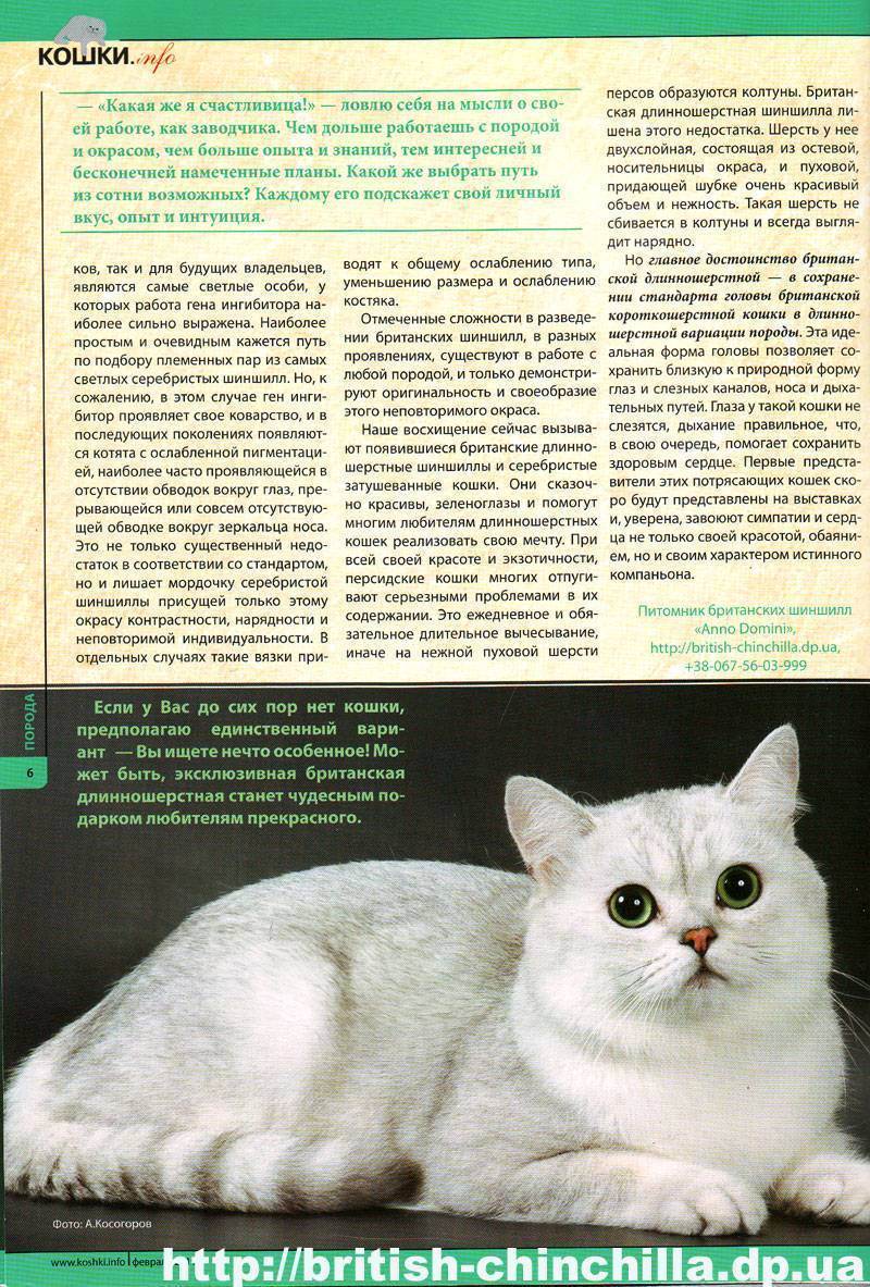 Персидские кошки: виды, описание породы, характер, советы по содержанию и уходу, фото персов