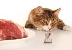 Почему кошка не ест: разбираемся в причинах
