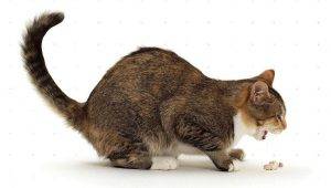 Что будет если кошка съест отравленную мышь. что делать, если кот съел отравленную мышь? как уберечь кота от отравлений