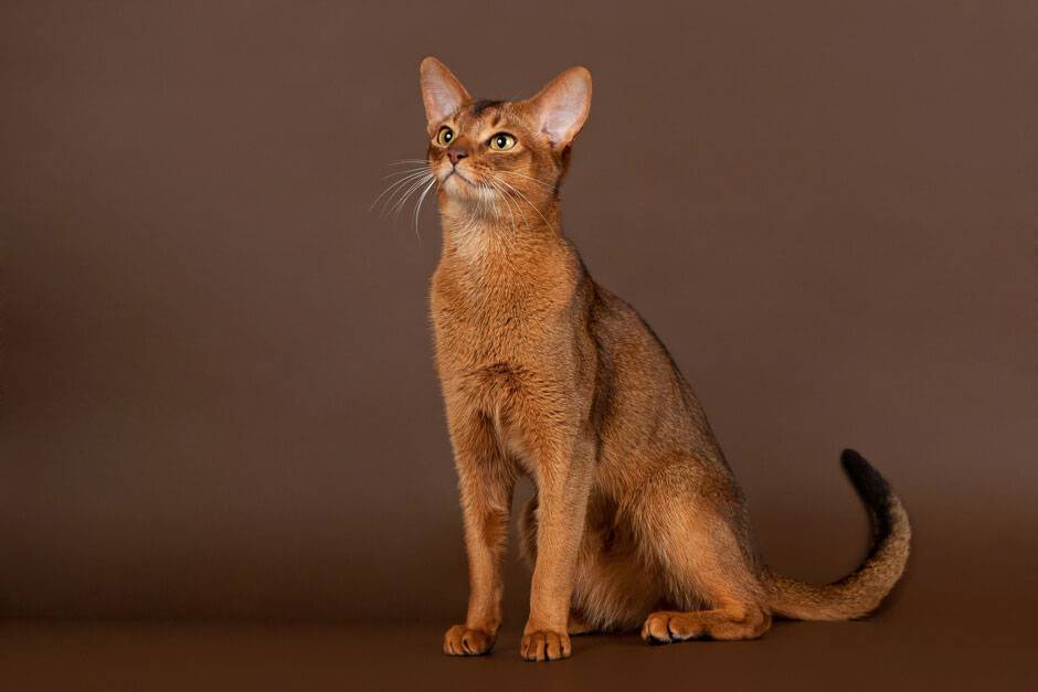 Абиссинская кошка: описание породы и характера, отзывы