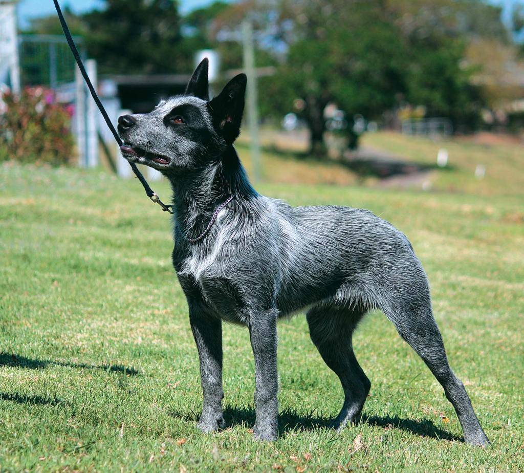 Австралийская короткохвостая пастушья собака: содержание