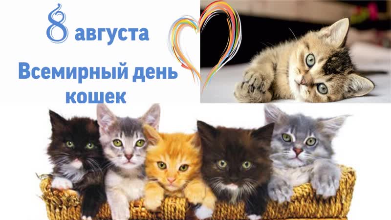 День кошек: всемирный международный праздник