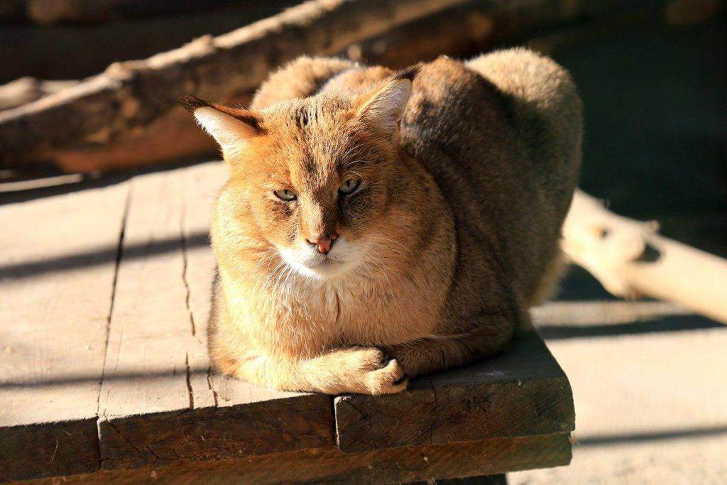 Камышовый кот фото