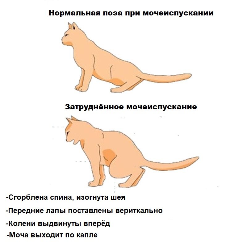 Параанальные железы у кошек - «айболит плюс» - сеть ветеринарных клиник