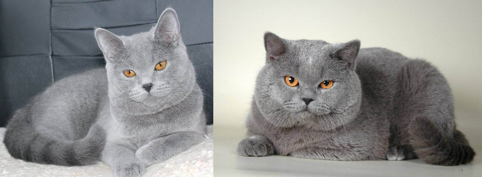 Порода кошек шотландская прямоухая: чем отличается от британской, характер страйтов, наследственные заболевания