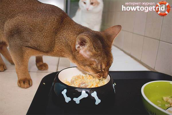 Чем нужно кормить кота и кошку в домашних условиях